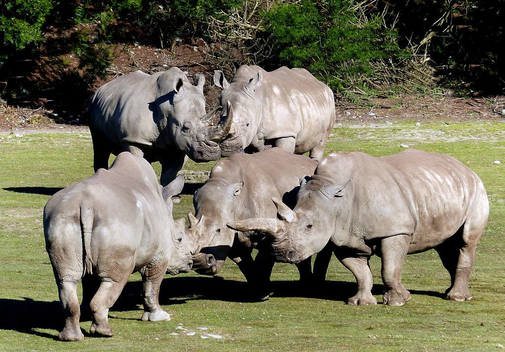 Tips for Rhino Spotting in Maasai Mara: Making the Most of Your Safari Experience