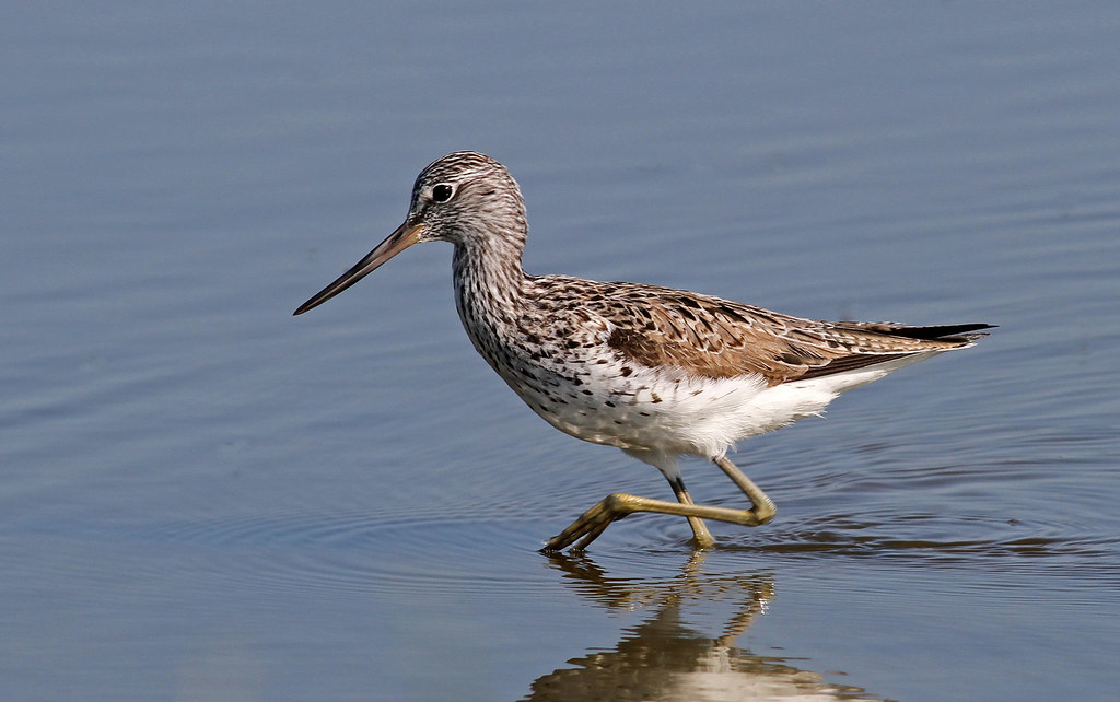 Heading 2: Unique Features and Habits:​ Insights into the Common Greenshank's Behavior in‍ Masai‍ Mara