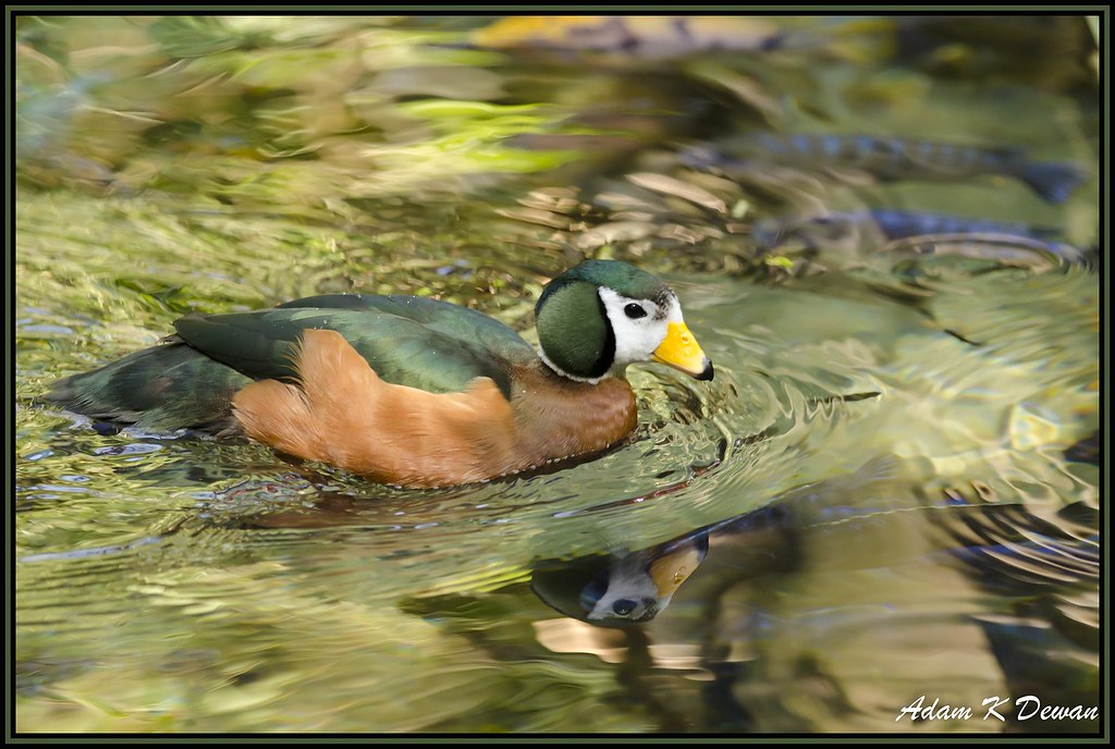 - The Natural Habitat of the African Pygmy Goose in Masai Mara National Park