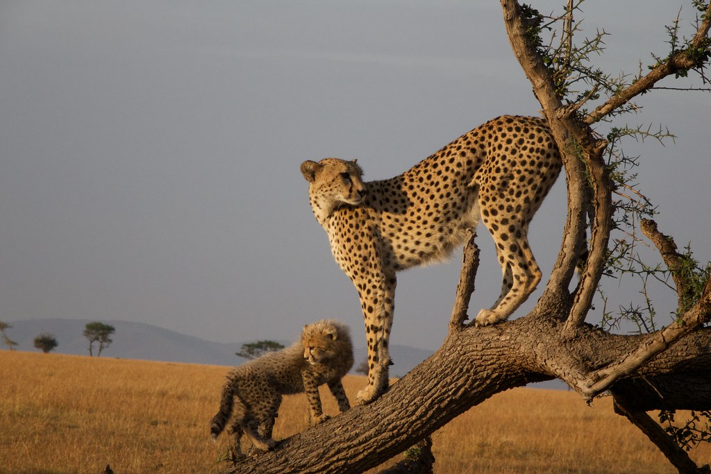 6. Expert Tips for a Comfortable and Memorable Safari Experience in Maasai Mara