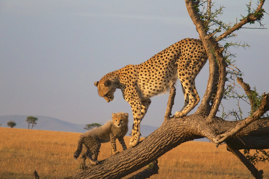 6. Optimal Safari Photography: Capturing the Perfect Shots from Open-Sided Vehicles in Maasai Mara