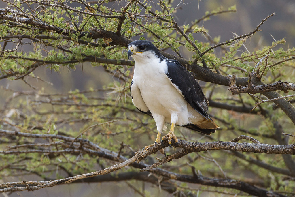 Best Locations and Time ‌to Observe Augur Buzzards in Masai ‌Mara