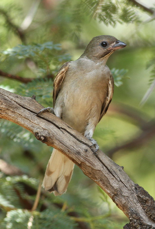 The Unique Behavior of Lesser Honeyguide in Masai Mara