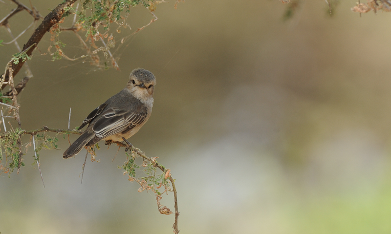 4. Conservation Efforts for the ⁤endangered ⁤Mousecolored Penduline Tit in Masai Mara