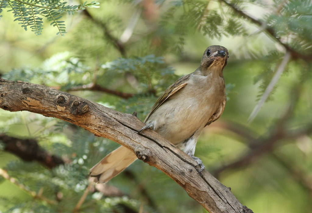 The Importance of Lesser Honeyguide to the Ecosystem of Masai Mara