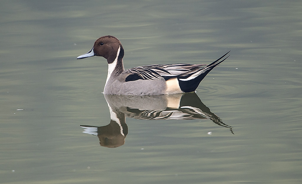 Witness the Majestic Flight of‌ the ‌Northern Pintail⁢ in ‍Masai Mara