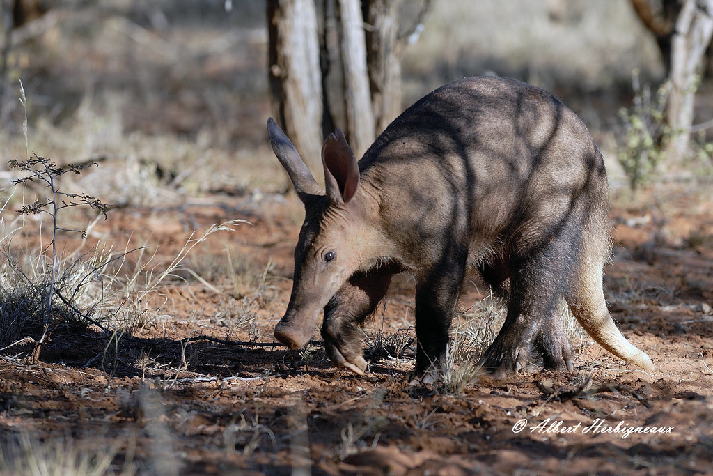 Spotting the‍ Elusive Aardvark:‌ A Wildlife Rarity in Maasai Mara