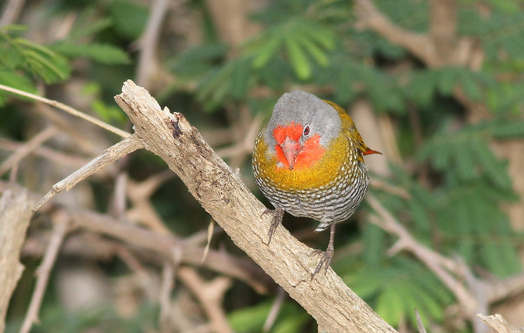 Conservation ⁢Strategies to Protect the Greenwinged ‌Pytilia and ​its Plumage in Masai Mara