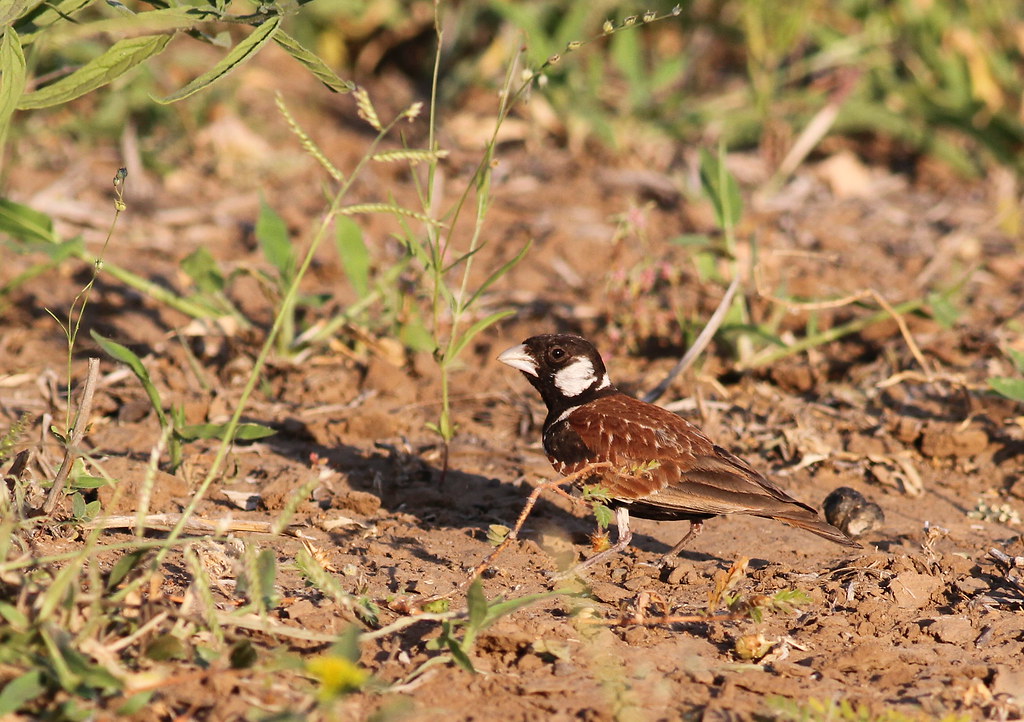 - Conservation⁢ Efforts: Protecting the Chestnutbacked SparrowLark and Its ⁣Ecosystem in Masai Mara