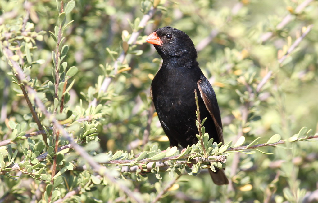 Conservation Efforts to Protect the Village Indigobird in Masai Mara