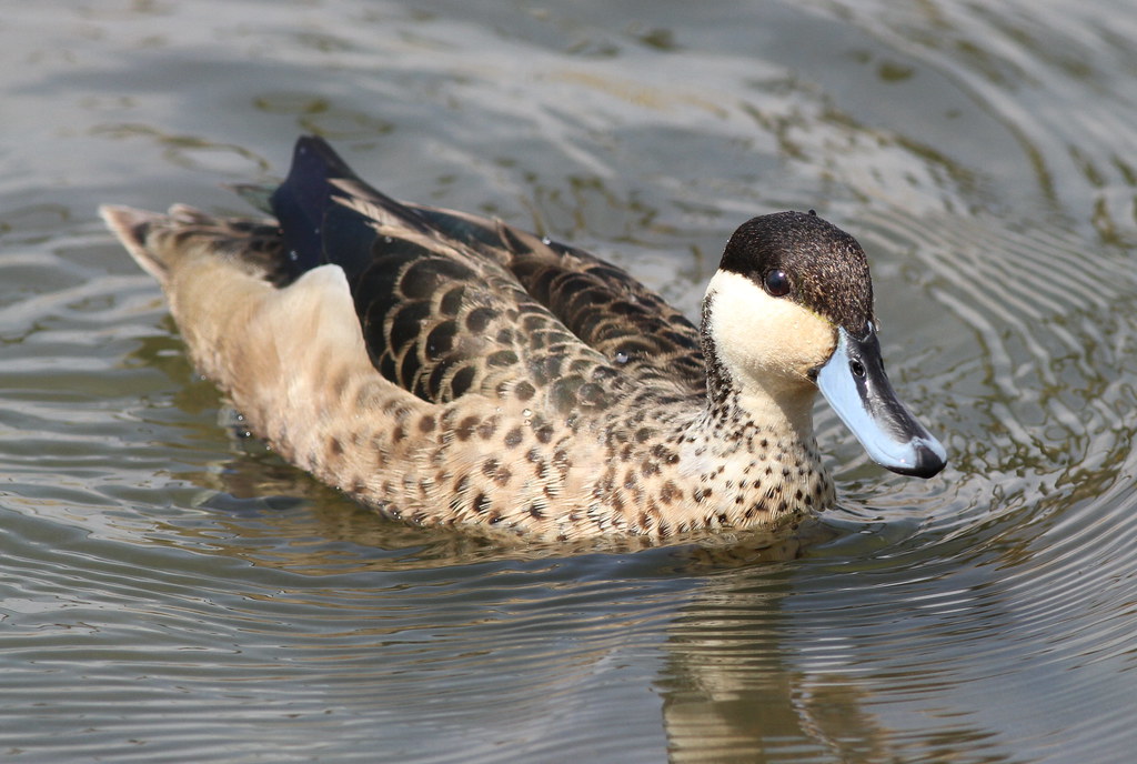 Protecting the Hottentot Teal Ducks and⁣ Their Environment ⁢in Masai Mara National⁢ Park