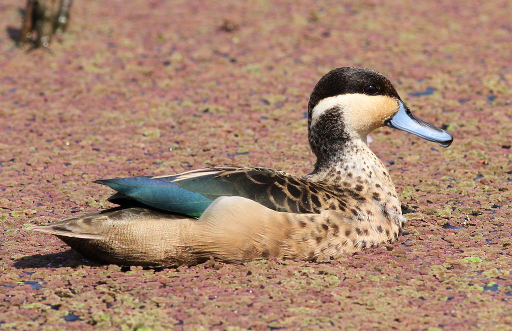 The ‌Intriguing Habitat ‍of Hottentot Teal Dainty Ducks in Masai Mara National Park