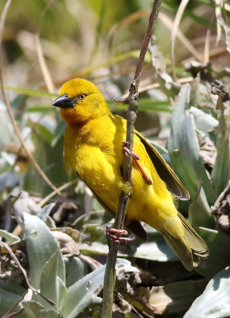 Insights into the Unique Adaptations of the African Golden Weaver in Masai Mara