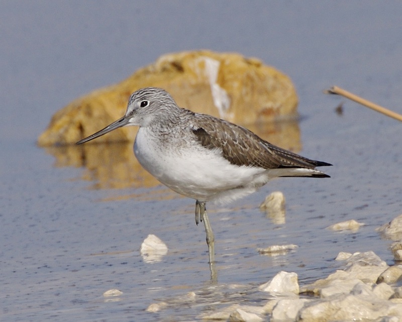 Heading 4: Conservation Efforts for Preserving ⁢the Common⁢ Greenshank's Habitat in Masai ‍Mara