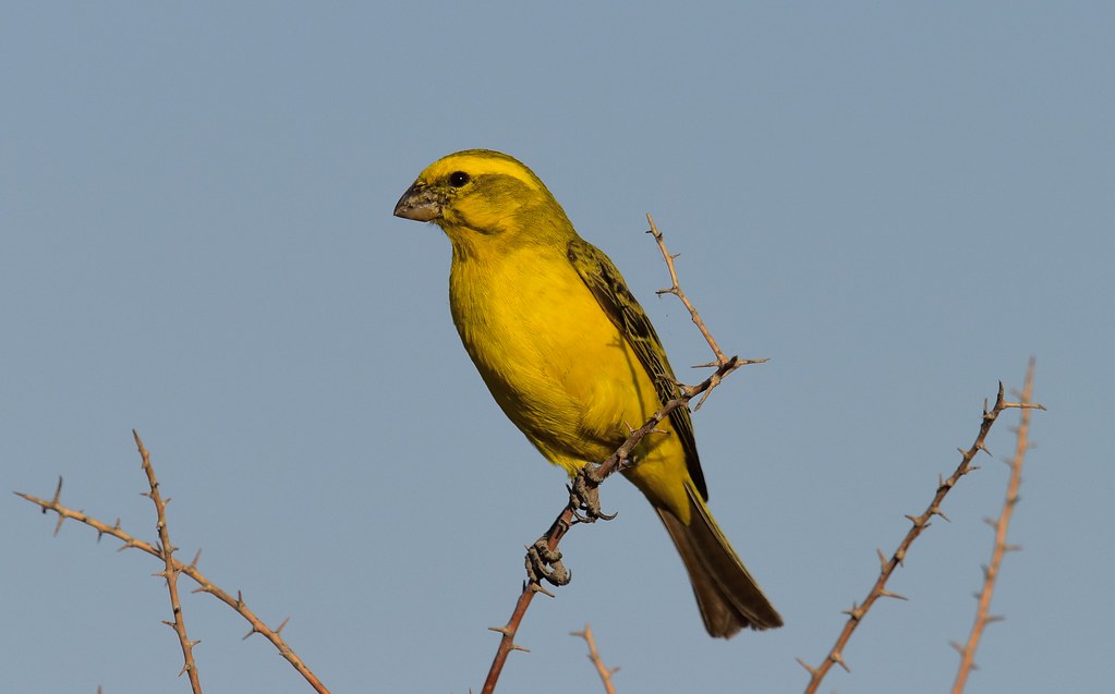 Intricate harmonies: Discovering the musical presence of yellow‌ canaries amidst the wild beauty of Masai⁢ Mara