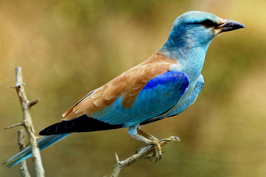 1. Discovering ​the Vibrant Beauty of the European Roller in Masai Mara National Park