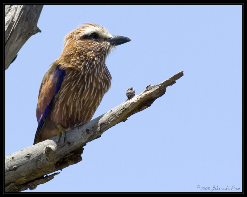 - Captivating ​the Essence of Purple‍ Roller's Elegance in Masai Mara's Wonders