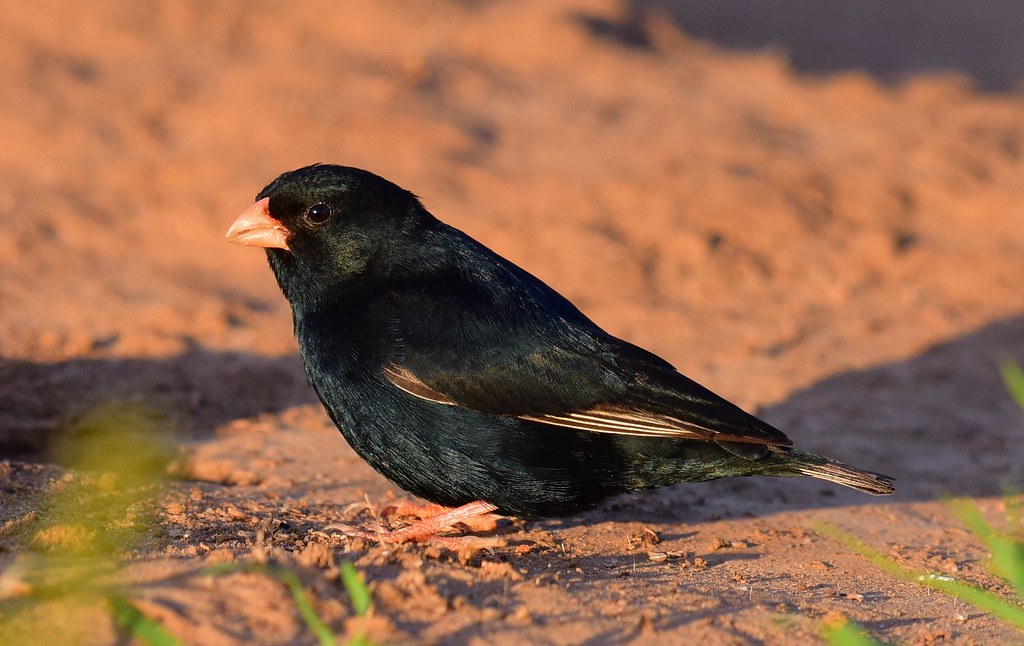 Village Indigobird: A Delightful Species Found in Masai Mara