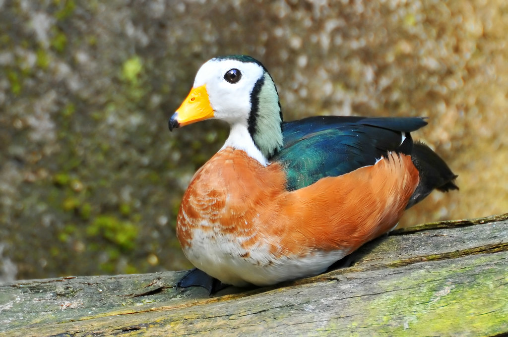 - The ⁤Delicate Beauty of ⁢the African Pygmy Goose: A Rare Sight in Masai Mara's Waters