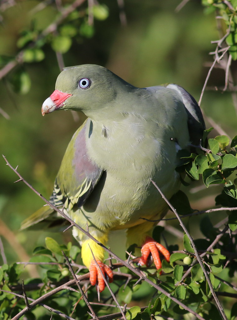 1. The Mesmerizing African Green Pigeon: ⁤A Jewel of the Masai Mara