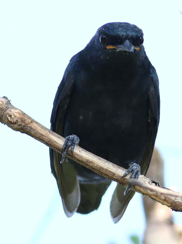 2. ⁢Exquisite Monochromatic‍ Plumage: ⁣Exploring the Fascinating Appearance ‍of the⁤ Black Cuckooshrike