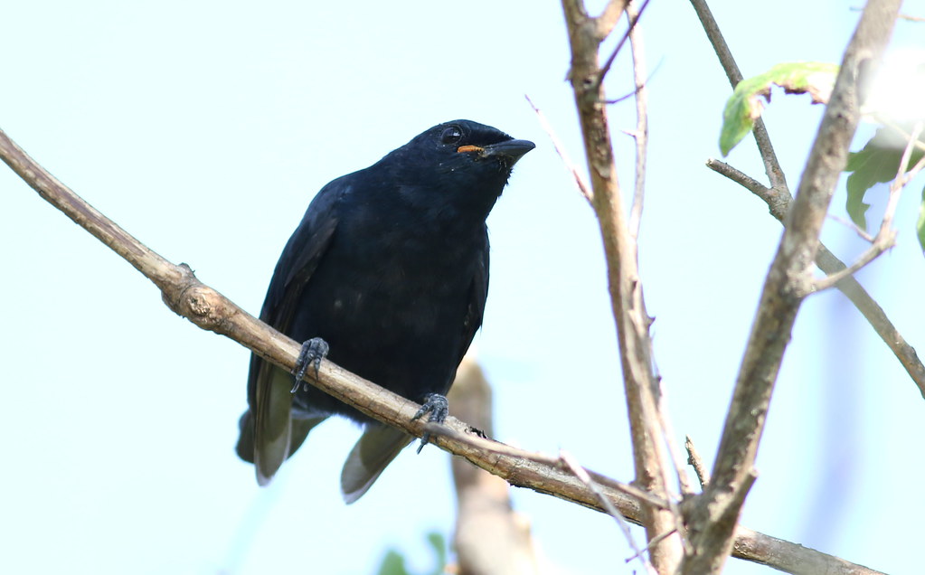 5. Conservation Concerns: Protecting ​the Black Cuckooshrike⁤ and its Biodiversity⁤ in Masai Mara