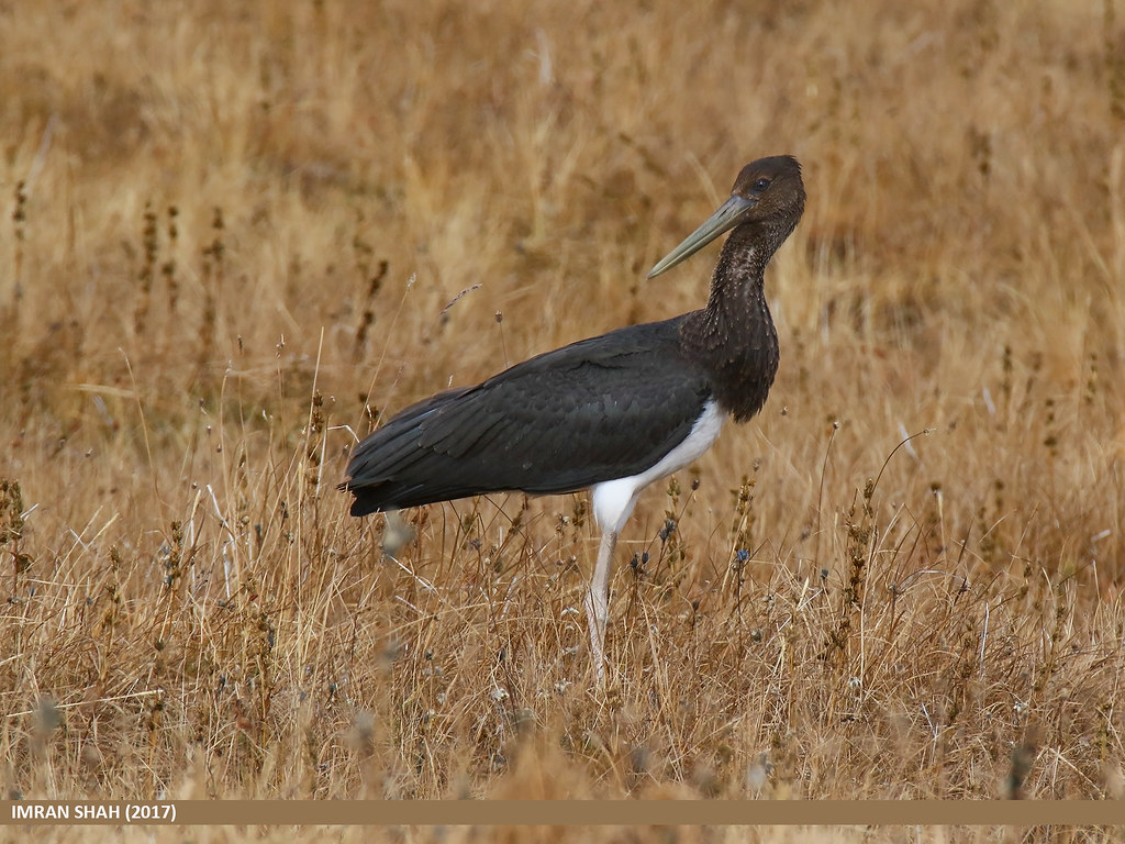 The Spectacular Sight of ‍Black Storks Soaring Above Masai Mara