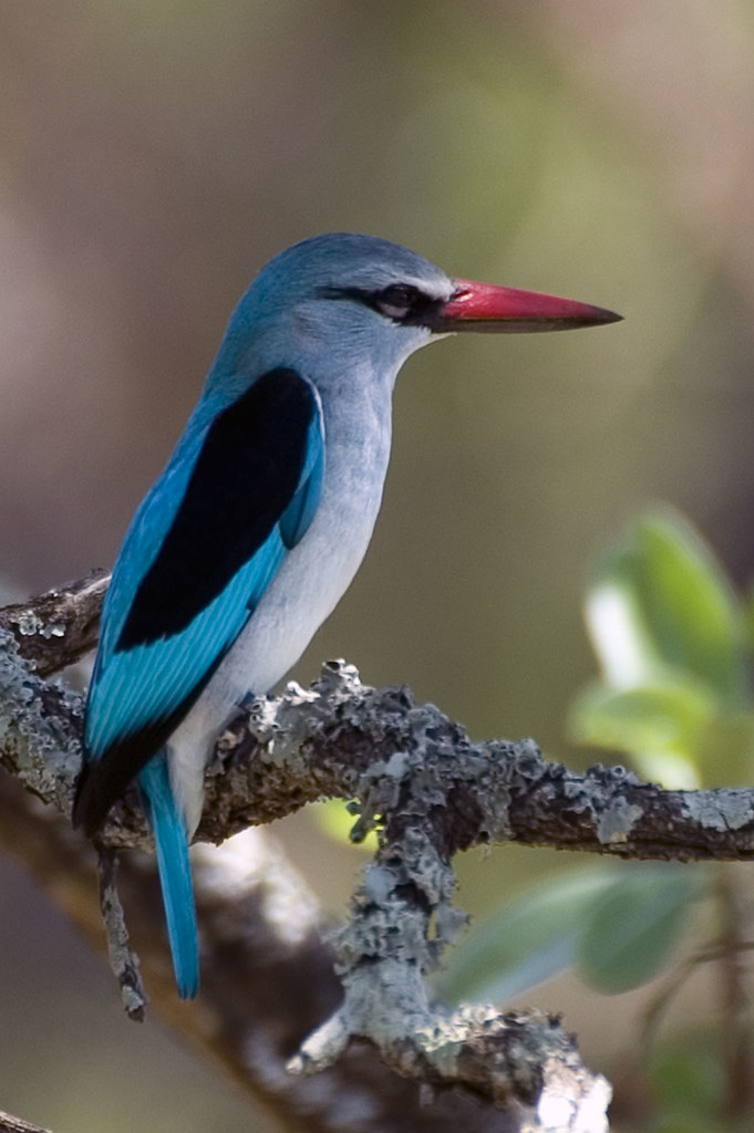 - The Importance of Conserving Woodland ​Kingfishers ‍in Masai Mara