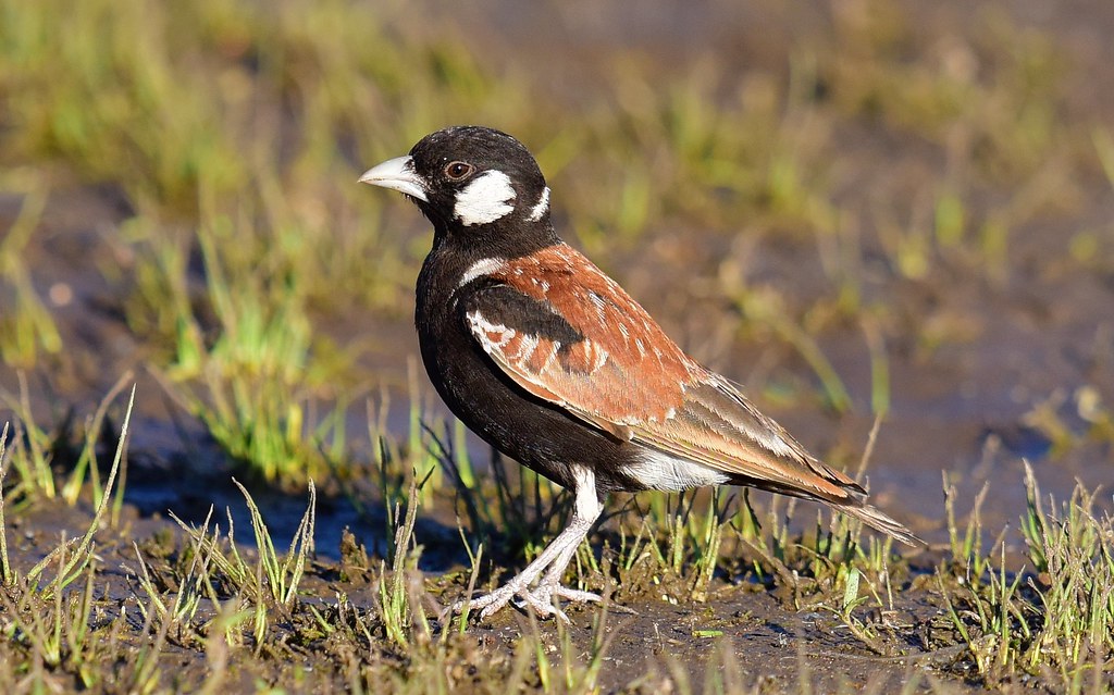 - Understanding the Behavior and Habits of ‍the Chestnutbacked SparrowLark in Masai Mara