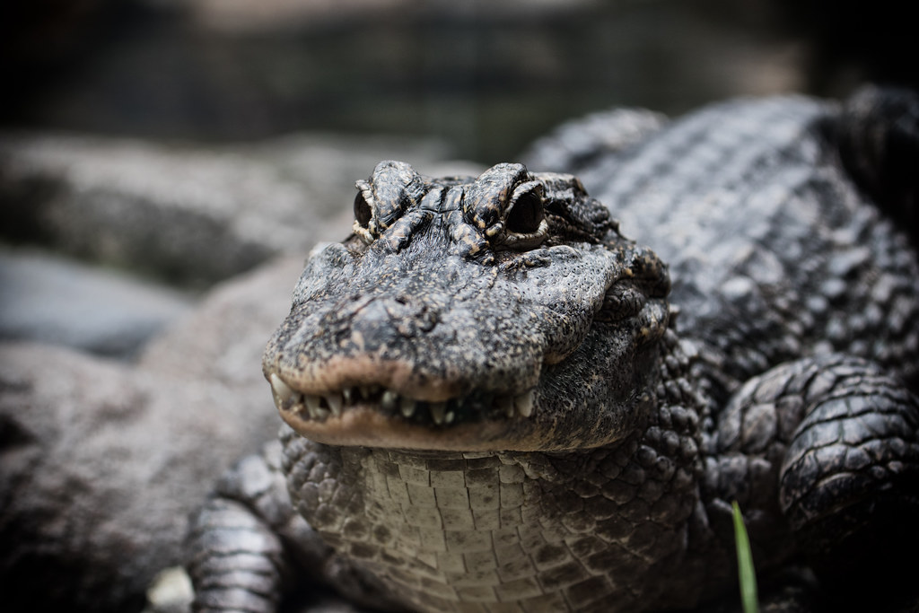 Tour Packages and Itineraries: Tailoring Your River Safari Experience