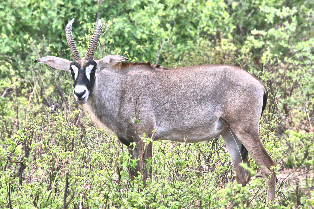 Marvel at ‍the Majestic​ Roan Antelope: A ​Unique Experience in‌ Maasai Mara