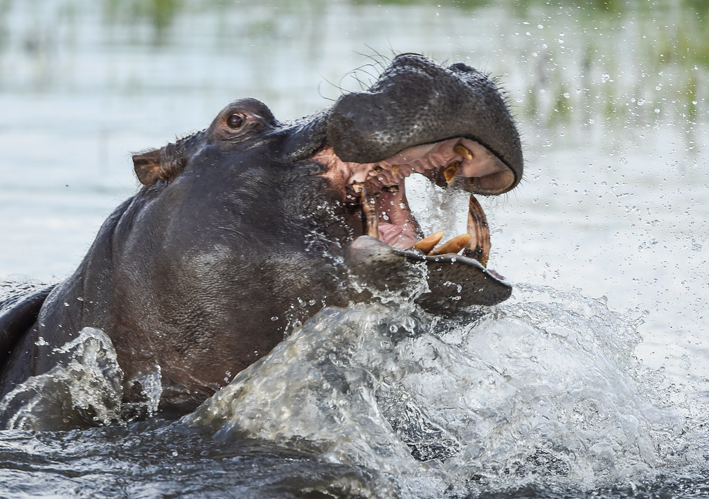 Exploring the Thrilling Encounter: Spotting Hippos Emerging from the Water in Maasai Mara