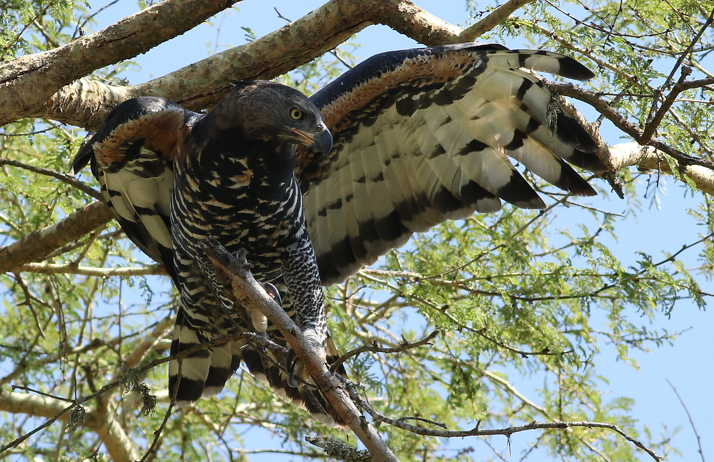 6. A Call to ‌Action: ‍Strengthening Research and Collaborative Efforts to Protect the African Crowned ⁣Eagle in the Masai Mara