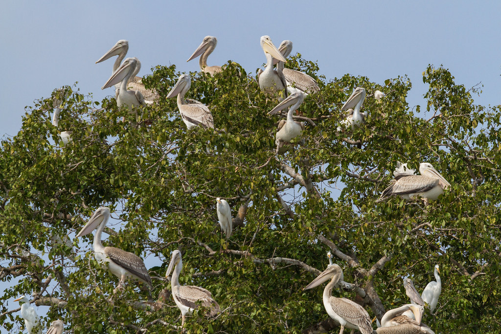 6. ‍Unraveling the‍ Role of​ Pinkbacked ‍Pelicans in Masai Mara's Ecosystem: Discovering Their ‍Unique Impact