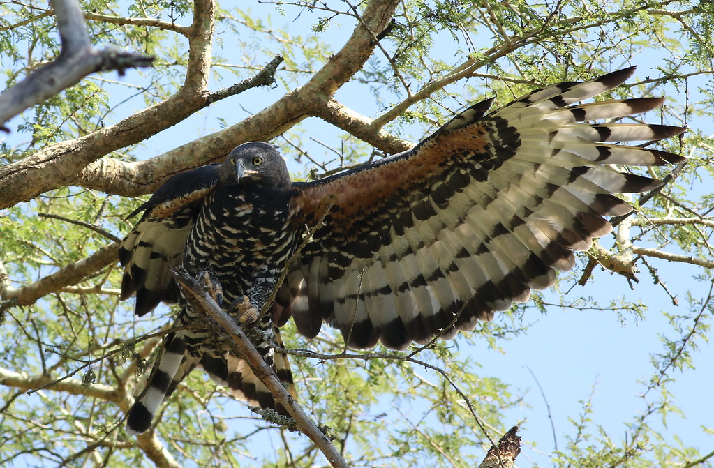 4. Safeguarding ⁣the Masai Mara Ecosystem: Balancing the ‍Conservation of African⁢ Crowned Eagles and Livestock Farming Practices