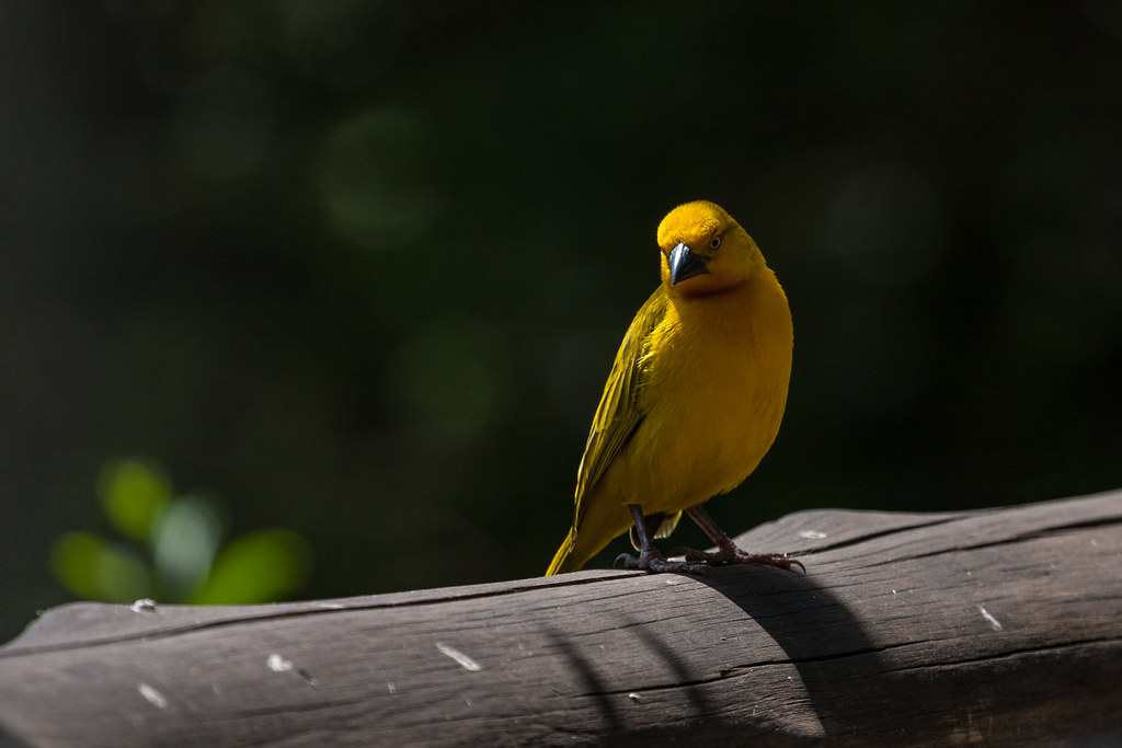 African Golden Weaver: Master Weavers of Masai Mara National ‍Park