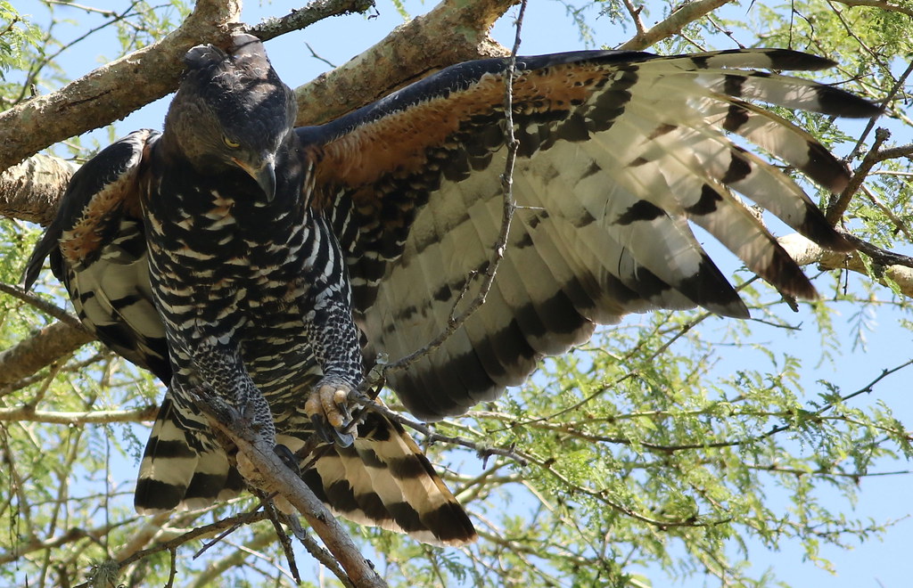 5. Unveiling the Marvels of African Crowned Eagle Nests: Insights into Breeding‌ Behavior in the Masai Mara