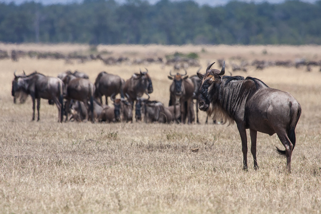 4. Once-in-a-Lifetime Experience: Witnessing⁤ the Great Wildebeest Migration in Maasai ⁣Mara​ from a ​Hot Air Balloon