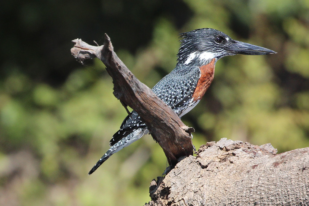 Giant Kingfisher: ⁣An Iconic⁣ Bird Species in⁢ Masai Mara National Park