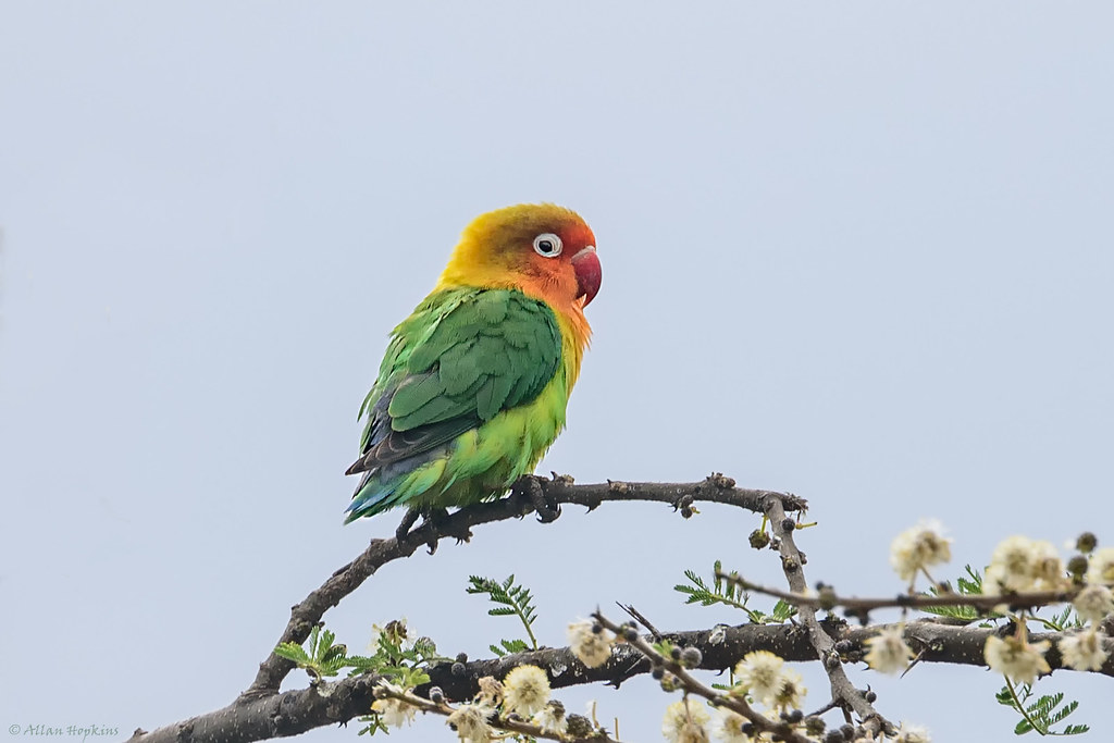 2. Habitat and Behavior: Insights‌ into the Enchanting Lives of Fischer's Lovebirds in Masai Mara