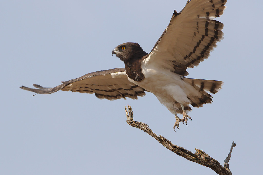 1. Introduction to ‌the Black-chested Snake Eagle: A ‍Majestic Serpent Hunter ​in the Masai Mara