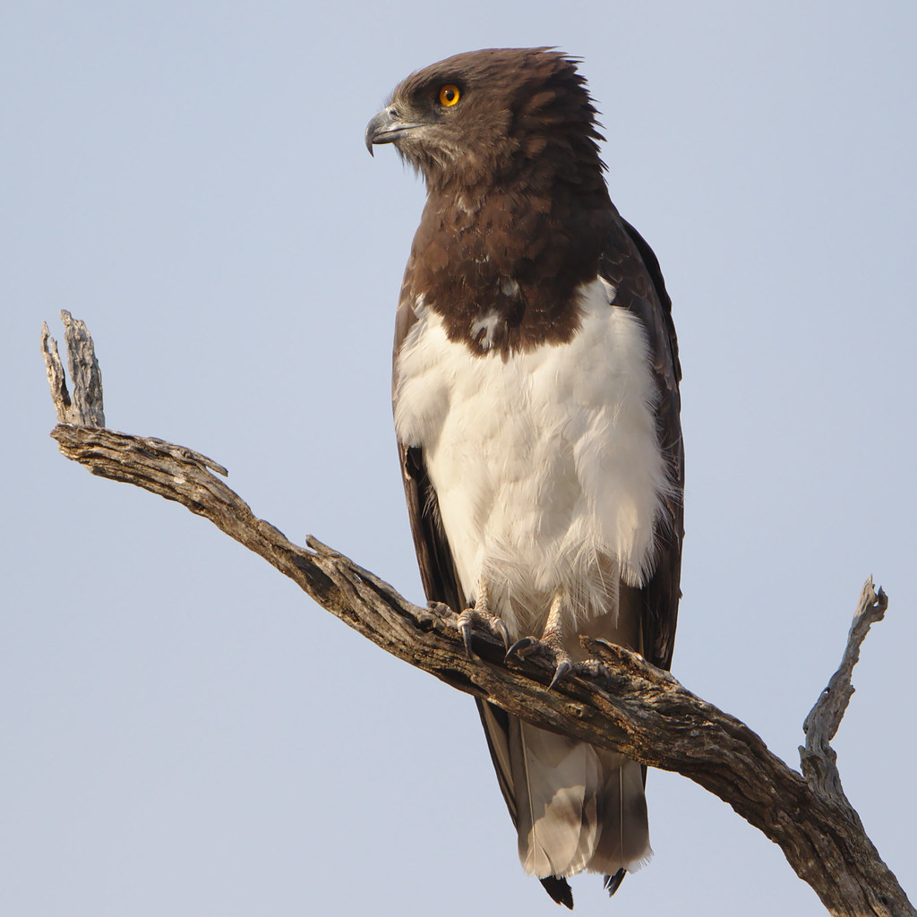 3. Unique Adaptations: How ​the Black-chested Snake⁤ Eagle Thrives ​in the Masai Mara