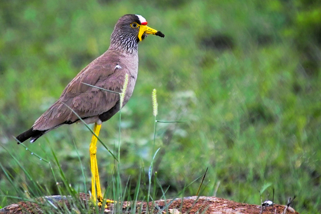 - Behaviors and Characteristics of the ⁣African Wattled Plover: A Closer Look