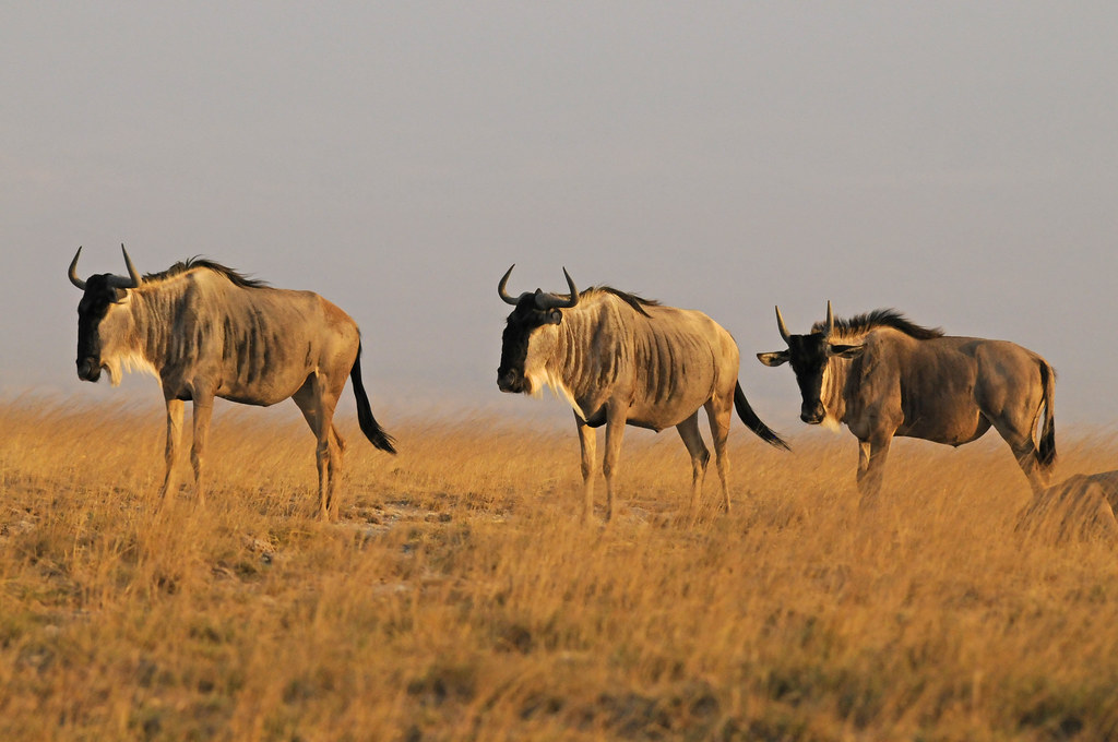 1. The Thrilling ​Experience of‍ Witnessing the Great Wildebeest Migration in‌ Maasai Mara National Park