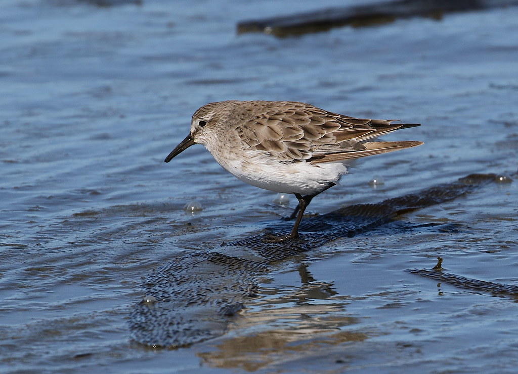 Challenges and Opportunities in Spotting the Whiterumped Sandpiper at Masai⁤ Mara