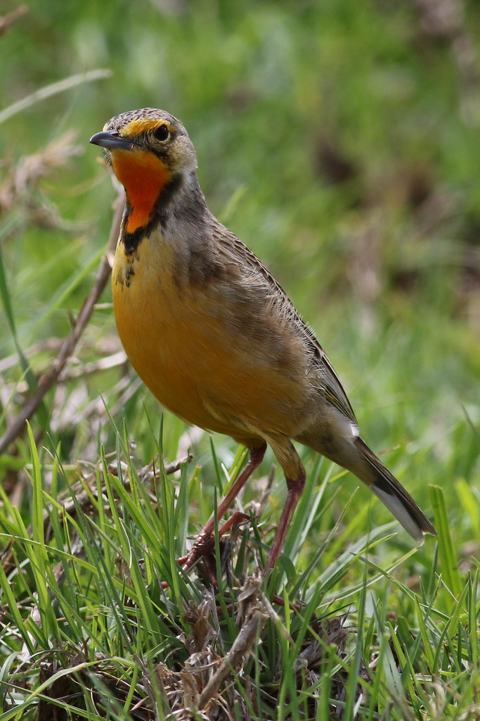 An Unforgettable Encounter: Observing the Breeding⁢ Behavior ​of Rosythroated Longclaws