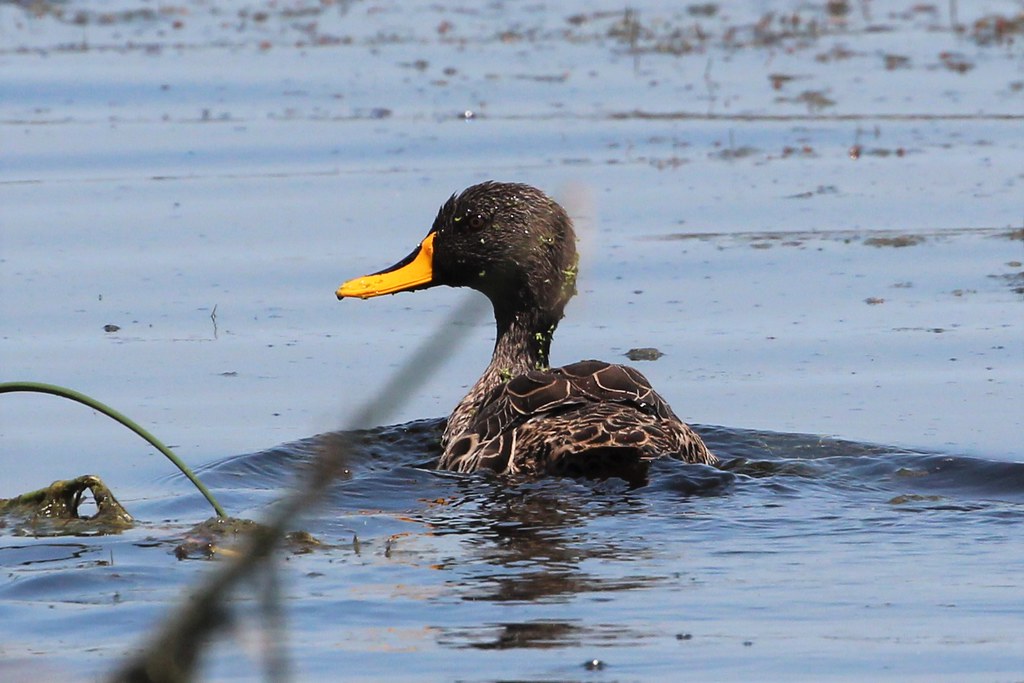 Quacking in the Wilderness: Discovering the Yellowbilled ‌Duck's ⁢Beauty in Masai Mara