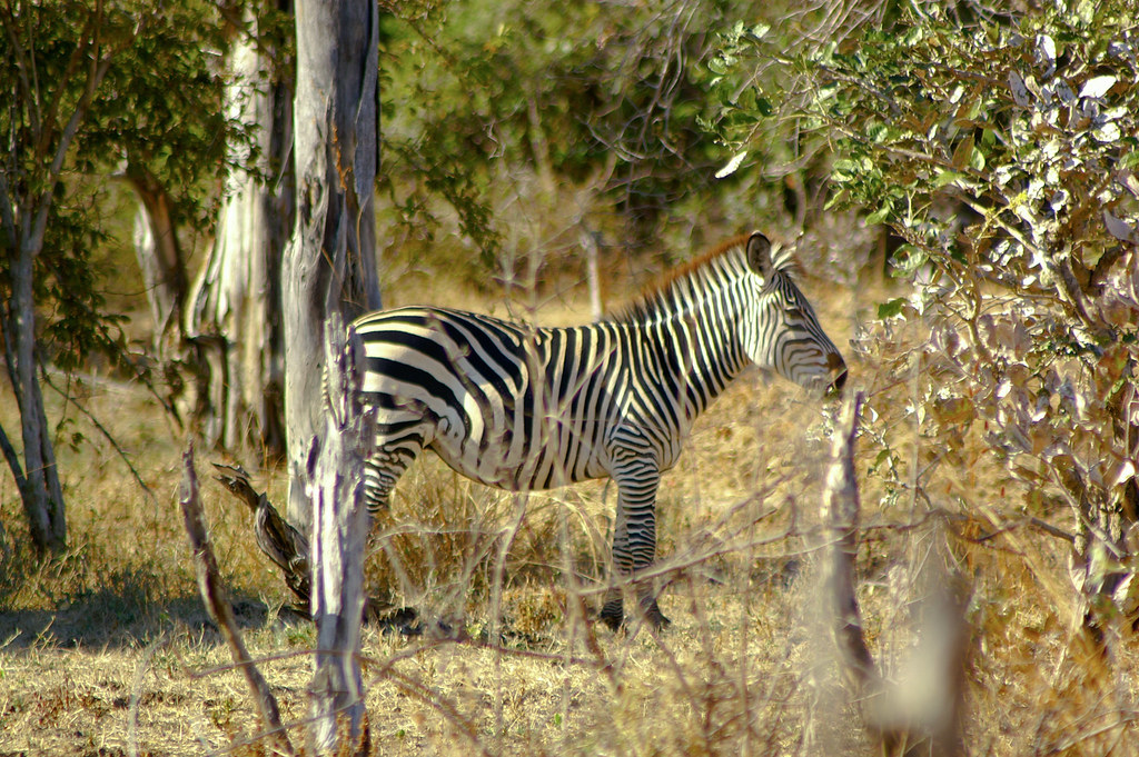 The Importance of Wildlife Tracking and Monitoring in Maasai Mara National Park