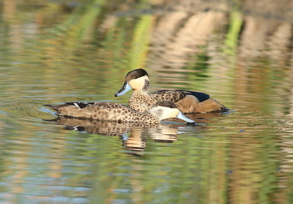 Observing ‌the Unique⁢ Behaviors of ​Hottentot ⁢Teal Ducks in Masai‍ Mara National Park