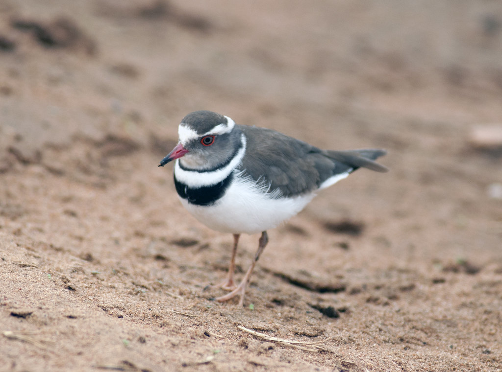 5. Tips ‌for Photographing ​the Threebanded Plover: ⁢Capturing ⁢the‍ Trio ‍of ‌Beauty